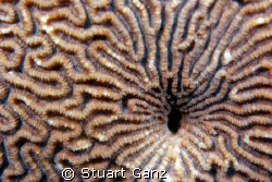 Coral design by Stuart Ganz 